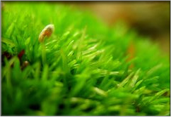 Co-existence with the local community and publication of environment-related information
